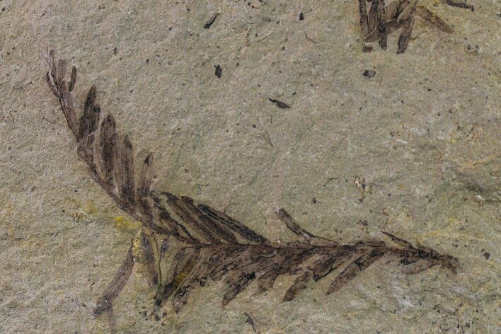 Dawn Redwood (Metasequoia) Fossil - Montana #153705